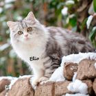 Der Text "Elio" steht auf einem plüschigen, grauen Kater auf einer schneebedeckten Mauer. Hintergrund: unscharf, grüne Blätter.