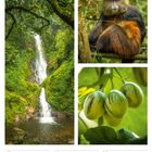 17. Mo Pfingstmontag; 23. So; 20. Woche 2027 Mai. Wasserfall, Affe auf Ast, grüne Früchte.