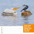 „Wenn einer nicht will, können zwei sich nicht streiten.“ Zwei Vögel am Wasser, ein Pelikan und ein Kormoran.