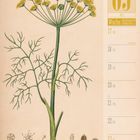 05 Mai, Woche 20|2027. Illustration von Dill mit gelben Blüten und botanischen Details.