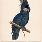 Palmkakadu Illustration, Kalenderwoche 20 im Mai 2027, zeigt ein blaugraues Tier mit auffälliger Federhaube auf Ast.