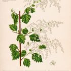 Kalenderblatt: "Echtes Mädesüß (Filipendula ulmaria)", Woche 20, Mai 2027, mit Illustration einer Pflanze und Blättern.