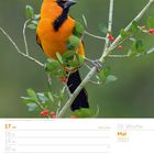 Text: Schwarzkehltrupial (Icterus gularis). 20. Woche. Mai 2027. Bild: Leuchtend orangefarbener Vogel auf Zweig mit roten Beeren.