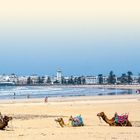 Text: "DIE ATLANTIKKÜSTE". Kamele liegen auf einem weiten Sandstrand; im Hintergrund eine Stadt am Meer.