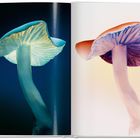 Zwei stilisierte Pilze, die in unterschiedlichen Farbtönen beleuchtet sind. Links in Blaugrün, rechts in Rosa-Lila.