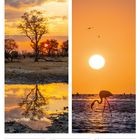 24 bis 30 Mai, 21. Woche 2027. Links: Baum im Sonnenuntergang mit Spiegelung, rechts: Flamingo bei Sonnenuntergang.