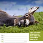 "Das Blöde am Faulsein ist, man weiß nie, wann man fertig ist." Ein Esel liegt entspannt auf einer grünen Wiese.