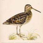 Text: "Doppelschnepfe (Gallinago Media)". Kalenderwoche Mai 2027. Illustration eines detailreichen Vogels.