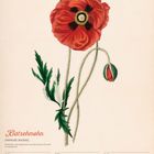 Kalenderseite: "Klatschmohn (Papaver rhoeas)". Illustration einer roten Mohnblume und Blätter. Datum: 24.–30. Mai 2027.