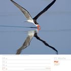 21. Woche, Mai 2027. Afrikascherenschnabel fliegt über Wasser. Kalenderdaten und Feiertagdetails unten.