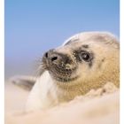 24 Juni, Montag 14, Dienstag 15, Mittwoch 16, Donnerstag 17, Freitag 18, Samstag 19, Sonntag 20. Seehundjunges im Sand.