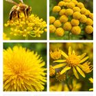 31 Mo, 01 Di, 02 Mi, 03 Do, 04 Fr, 05 Sa, 06 So. 22. Woche 2027, Mai/Juni. Vier Fotos von gelben Blumen, eine mit Biene.