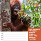 TAGE, AN DENEN MAN PLANT, BANANEN ZU ESSEN, NENNT MAN BANANEN-PLANTAGE. MAI/JUNI KW22/2027. Orang-Utan mit Bananen.