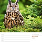 22. Woche, Mai/Juni 2027. Uhu zwischen grünen Zweigen. Kalendereinträge vom 31. Mai bis 6. Juni.