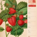 05/06 Mai Juni Woche 22 2027. Illustration von Erdbeeren mit grünen Blättern.