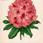 "Rhododendron" in roter Schrift, florale Illustration, Kalenderangaben für Ende Mai bis Anfang Juni 2027.