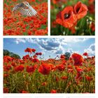 Text: „13 So, 23. Woche 2027, juni”. Kalenderbild mit Mohnblumen und Eule.