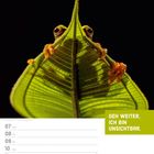 Text: "GEH WEITER, ICH BIN UNSICHTBAR." Ein Frosch versteckt sich hinter einem grünen Blatt. Darunter ein Kalender für Juni 2027.