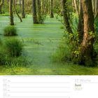 Text: "23. Woche Juni 2027". Oben: dichter Wald mit sumpfigem Wasser und grünem Bewuchs.