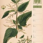 06. Juni, Woche 23 | 2027. Illustration einer großen Brennnessel mit Beschreibungen der Pflanzenteile.