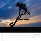 Gepard auf Baum in der Masai Mara bei Sonnenuntergang. Kalender für Juni, 23. Woche, mit Wochentagen und Datum.