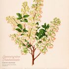 "Sommergrüne Traubenheide (Eubotrys Racemosa), 23. Woche 2027, Juni". Illustration von blühendem Zweig mit grünen Blättern.