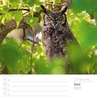 Juni 2027, 23. Woche. Großes Foto einer Waldohreule in einem Baum mit grünen Blättern.
