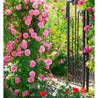 26 JUN/JUL. Mo 28, Di 29, Mi 30, Do 01, Fr 02, Sa 03, So 04. Kletterrosen an einem Gartentor in voller Blüte.