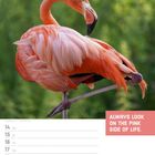"ALWAYS LOOK ON THE PINK SIDE OF LIFE." Ein rosa Flamingo steht auf einem Bein. Unten sind Kalenderdaten für Juni 2027.