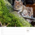 24. Woche, Juni 2027. Eine Rötelmaus auf einem moosbewachsenen Baumstamm sitzt aufmerksam.