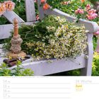 24. Woche, Juni 2027, 14-20, Kamille auf Bank mit Rosen.