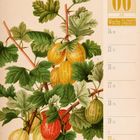 06 Juni, Woche 24, 2027, Stachelbeere. Illustration von gelben und roten Stachelbeeren mit grünen Blättern.