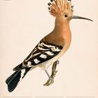 "24. Woche 2027, Juni". Darstellung eines Wiedehopfs mit oranger Haube. Kalendertage sind vom 14. bis 20. aufgelistet.