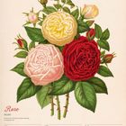 Rose, Juni, 24. Woche 2027. Illustration mit einer gelben, rosa und roten Rose, umgeben von Knospen und grünen Blättern.