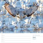 24. Woche, Juni 2027. Kalenderseite mit Kanadakranich und vielen weißen Gänsen im Wasser.