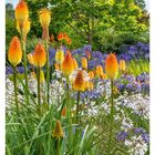 27. Juli, Montag 05 bis Sonntag 11. Leuchtende Fackellilien vor einem Baum, umgeben von violetten und weißen Blumen.