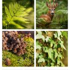 21 Mo Sommeranfang. Fotos: Farn, Reh, Pilze, Efeu. Unten Kalender für die Woche 25, Juni 2027.