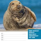 "ÜBER GEWICHT SPRICHT MAN NICHT. ÜBERGEWICHT HAT MAN." Kegelrobbe auf Sand vor blauem Meer, Kalender für Juni 2027.