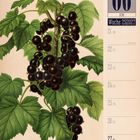 06. Juni, Woche 25|2027, Sommeranfang. Schwarze Johannisbeere Illustration: Dunkle Beeren und grüne Blätter.