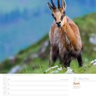 Kalender: 25. Woche, Juni 2027. Alpengämse vor unscharfem Bergpanorama.
