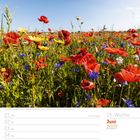 Juni 2027, Kalenderwoche 25. Rotes Mohnfeld unter blauem Himmel. Datum 27. in Rot hervorgehoben.