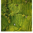 "Jatiluwih-Reisterrassen auf Bali - Indonesien. Kalenderansicht für Juni 2027. Luftaufnahme von grünen Reisterrassen."