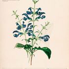 Kalenderblatt: 21. bis 27. Juni 2027. Illustration von mexikanischem Salbei mit blauen Blüten und grünen Blättern.