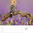 Kalender: 25. Woche, Juni 2027. Ein Wiedehopf sitzt auf einem Ast vor lila Blüten.