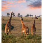 28 JULI. Mo 12, Di 13, Mi 14, Do 15, Fr 16, Sa 17, So 18. Drei Giraffen stehen in einer Savanne mit blauem Himmel und Wolken.