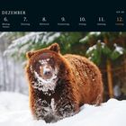 Text: "DEZEMBER KW 49, 6. Montag Nikolaus, 7. Dienstag, 8. Mittwoch, 9. Donnerstag, 10. Freitag, 11. Samstag, 12. Sonntag." Ein Bär im Schnee.