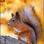 Oktober 2027, Kalenderblatt. Ein Eichhörnchen auf einem Baumast, umgeben von Herbstblättern.