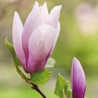 April 2027 Kalender mit Magnolienblüte. Zitat: „An der Wärme… blühen Seelen…“ - Carl Sonnenschein.