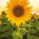 "September 2027. Dass du dir dein Strahlen nicht nehmen lässt, das ist mein Herzenswunsch für dich." Eine Sonnenblume.