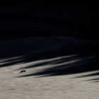 Ein dunkler Schatten erstreckt sich über die schneebedeckte Landschaft, in der ein einsamer Fuchs leise durch den Schnee läuft.